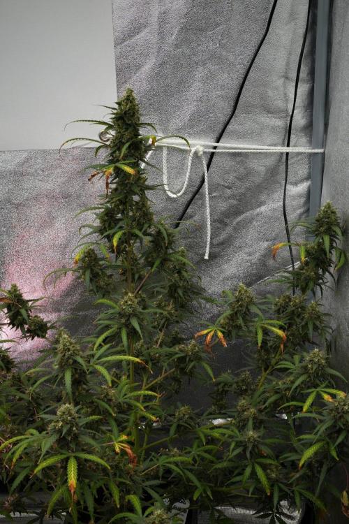 Purple CousKush Auto By Zamnesia Pheno A. Week 12 - Purple CousKush Auto Pheno A
