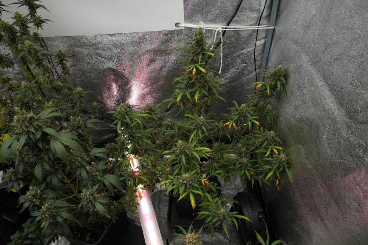 Purple CousKush Auto By Zamnesia Pheno A. Week 12 - Purple CousKush Auto Pheno A