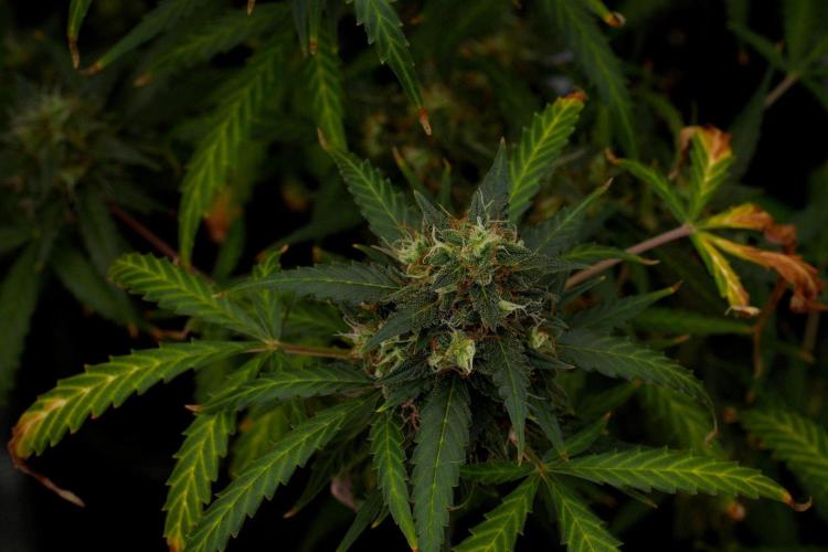 Purple CousKush Auto By Zamnesia Pheno A. Week 12 - Purple CousKush Auto Pheno A