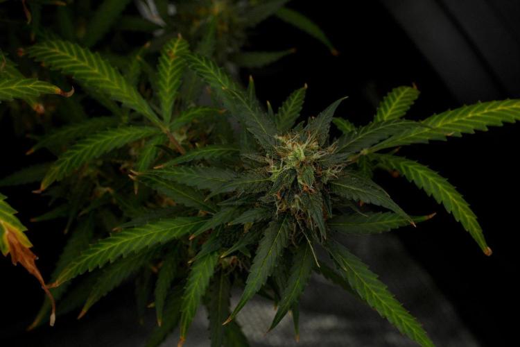 Purple CousKush Auto By Zamnesia Pheno A. Week 12 - Purple CousKush Auto Pheno A