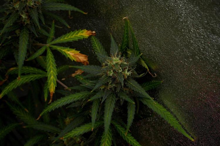 Purple CousKush Auto By Zamnesia Pheno A. Week 12 - Purple CousKush Auto Pheno A