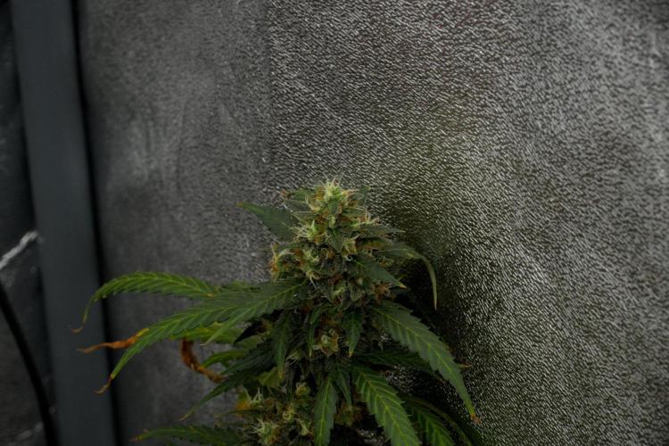 Purple CousKush Auto By Zamnesia Pheno A. Week 12 - Purple CousKush Auto Pheno A