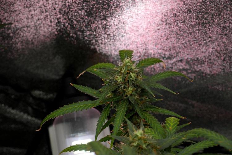 Purple CousKush Auto By Zamnesia Pheno A. Week 12 - Purple CousKush Auto Pheno A