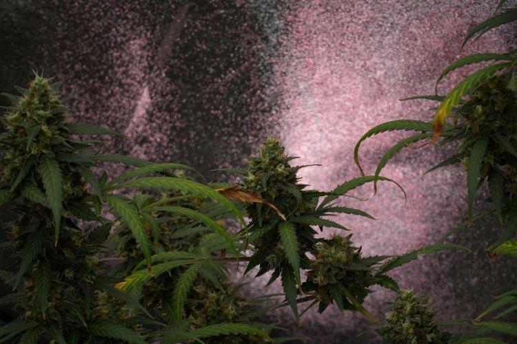 Purple CousKush Auto By Zamnesia Pheno A. Week 12 - Purple CousKush Auto Pheno A
