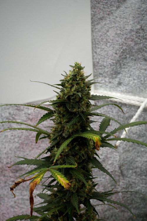 Purple CousKush Auto By Zamnesia Pheno A. Week 12 - Purple CousKush Auto Pheno A