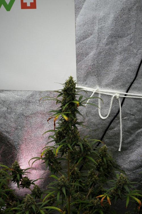 Purple CousKush Auto By Zamnesia Pheno A. Week 12 - Purple CousKush Auto Pheno A