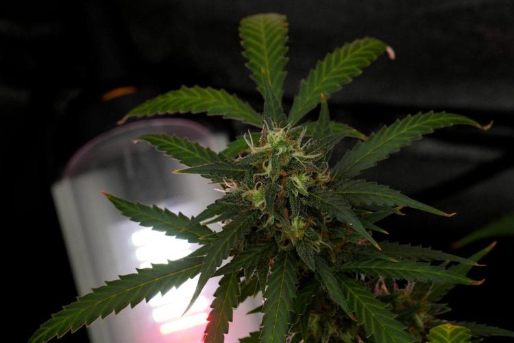 Purple CousKush Auto By Zamnesia Pheno A. Week 12 - Purple CousKush Auto Pheno A