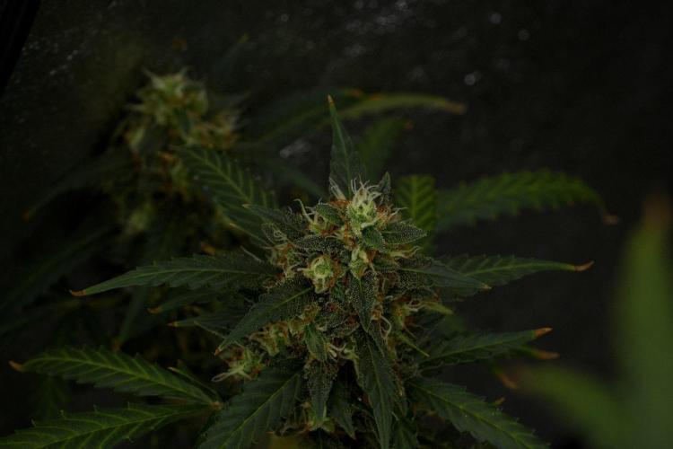 Purple CousKush Auto By Zamnesia Pheno A. Week 12 - Purple CousKush Auto Pheno A