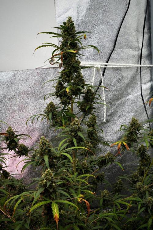 Purple CousKush Auto By Zamnesia Pheno A. Week 12 - Purple CousKush Auto Pheno A