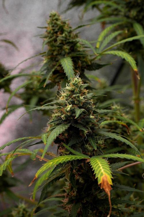 Purple CousKush Auto By Zamnesia Pheno A. Week 12 - Purple CousKush Auto Pheno A