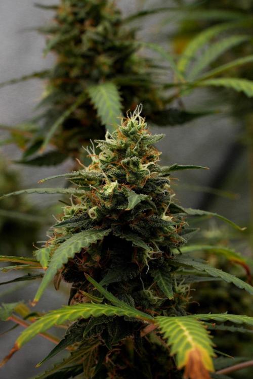 Purple CousKush Auto By Zamnesia Pheno A. Week 12 - Purple CousKush Auto Pheno A