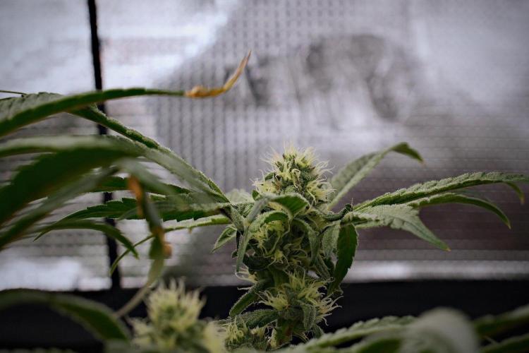 Blue Waffle F1 Zamnesia Pheno A. Week 11 - Blue Waffle F1 Pheno A
