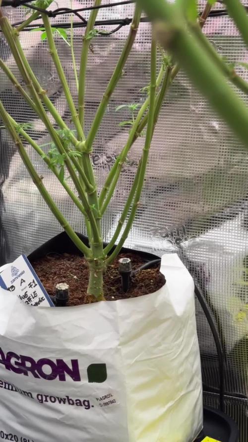 Blue Waffle F1 Zamnesia Pheno A