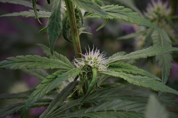 Pheno B Blue Waffle  F1 Zamnesia. Week 11 - Pheno B Blue Waffle F1