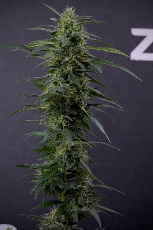 Blueberry  Muffin by Zamnesia Pheno A. Week 13 - Blueberry Muffin Pheno A