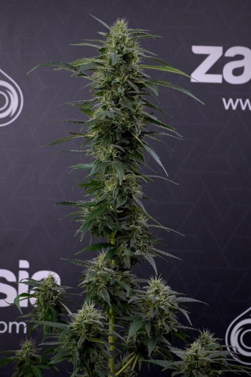 Blueberry  Muffin by Zamnesia Pheno A. Week 13 - Blueberry Muffin Pheno A