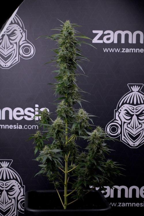 Blueberry  Muffin by Zamnesia Pheno A. Week 13 - Blueberry Muffin Pheno A