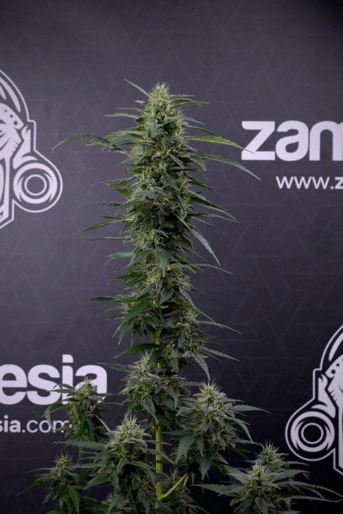 Blueberry  Muffin by Zamnesia Pheno A. Week 13 - Blueberry Muffin Pheno A