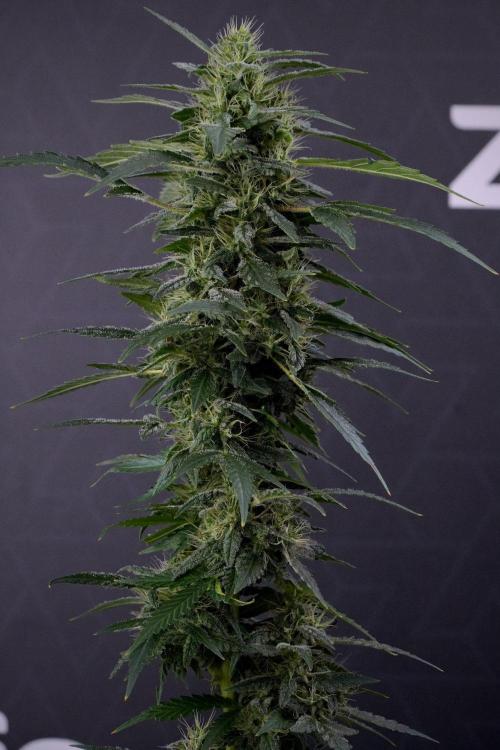 Blueberry  Muffin by Zamnesia Pheno A. Week 13 - Blueberry Muffin Pheno A