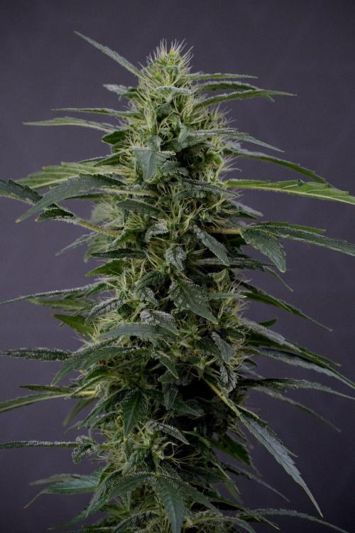 Blueberry  Muffin by Zamnesia Pheno A. Week 13 - Blueberry Muffin Pheno A