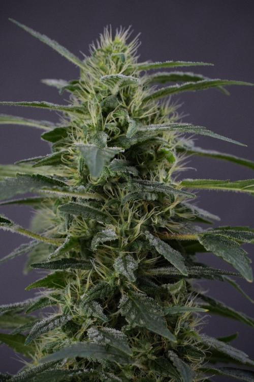 Blueberry  Muffin by Zamnesia Pheno A. Week 13 - Blueberry Muffin Pheno A