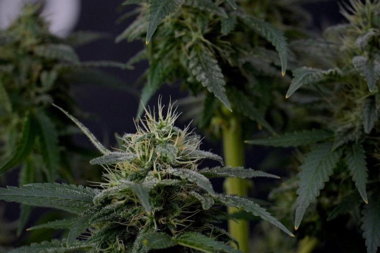 Blueberry  Muffin by Zamnesia Pheno A. Week 13 - Blueberry Muffin Pheno A