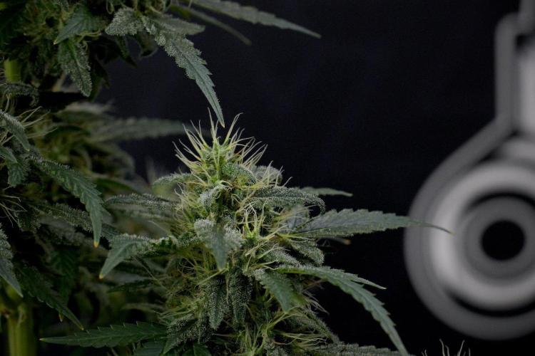 Blueberry  Muffin by Zamnesia Pheno A. Week 13 - Blueberry Muffin Pheno A
