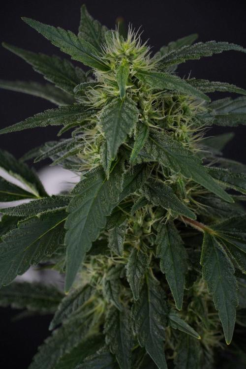 Blueberry  Muffin by Zamnesia Pheno A. Week 13 - Blueberry Muffin Pheno A