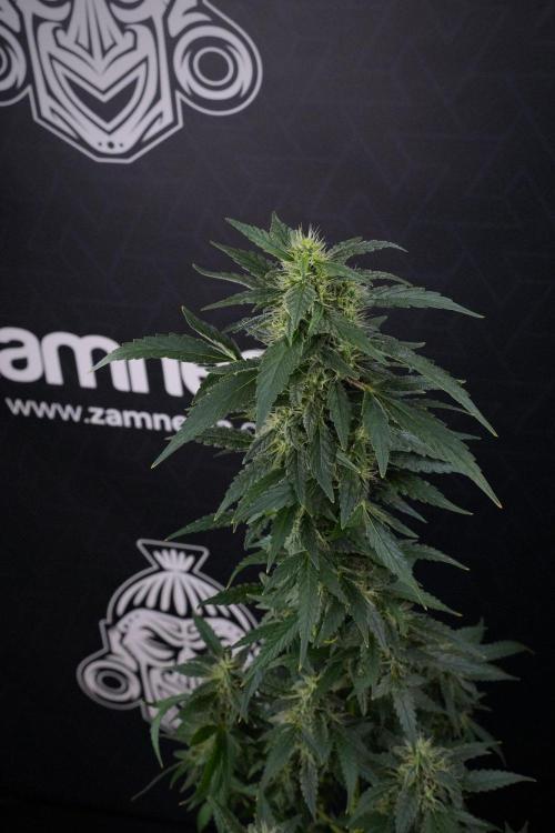 Blueberry  Muffin by Zamnesia Pheno A. Week 13 - Blueberry Muffin Pheno A