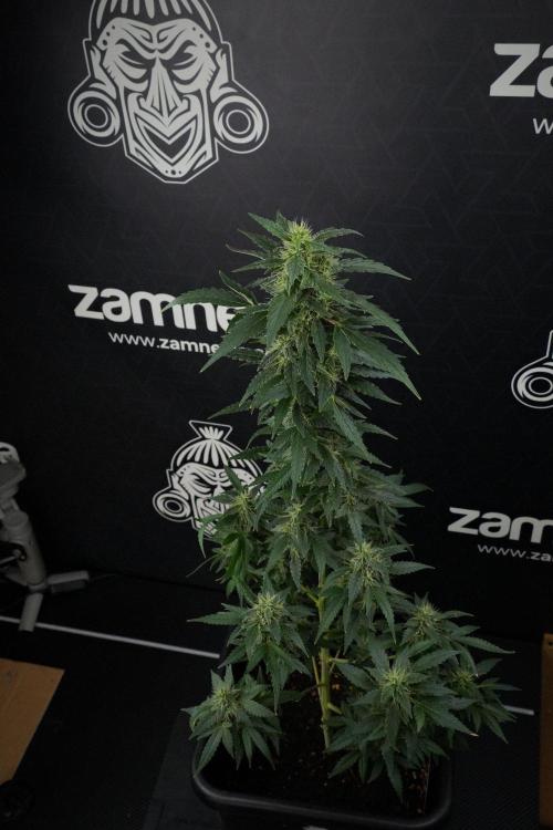Blueberry  Muffin by Zamnesia Pheno A. Week 13 - Blueberry Muffin Pheno A