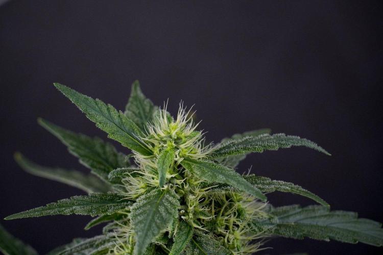 Blueberry  Muffin by Zamnesia Pheno A. Week 13 - Blueberry Muffin Pheno A
