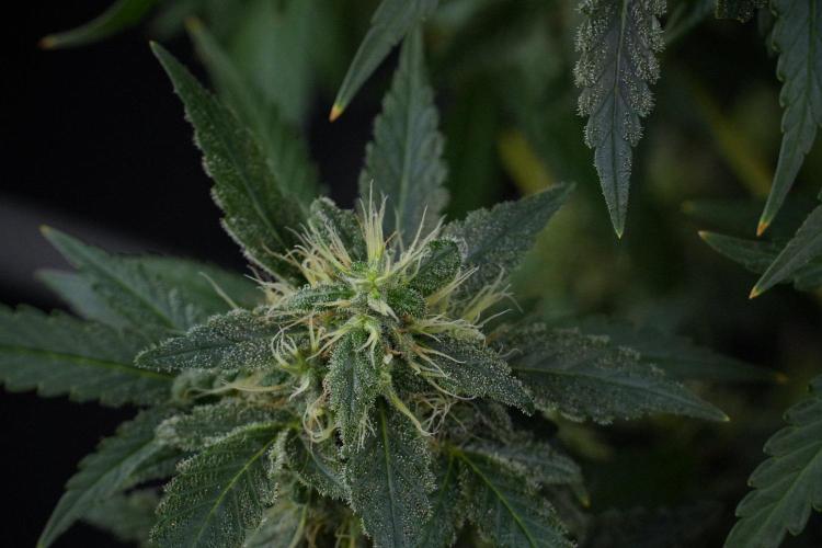 Blueberry  Muffin by Zamnesia Pheno A. Week 13 - Blueberry Muffin Pheno A