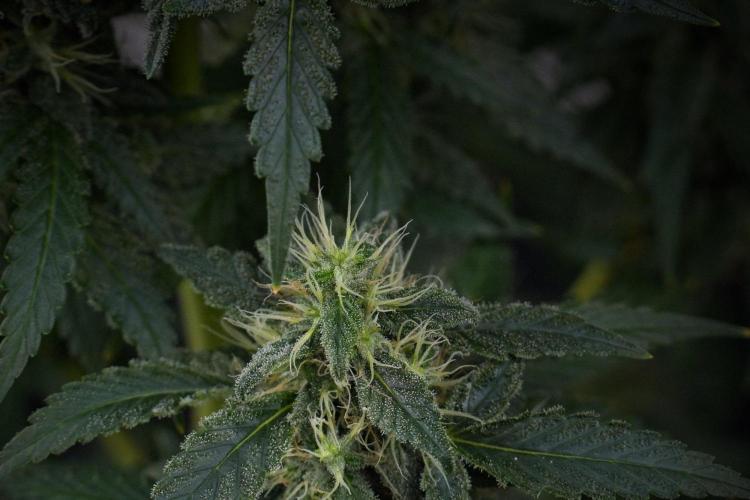 Blueberry  Muffin by Zamnesia Pheno A. Week 13 - Blueberry Muffin Pheno A