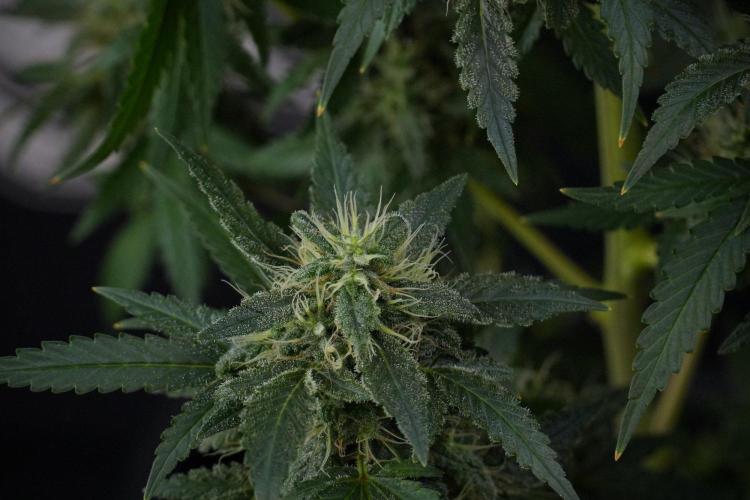 Blueberry  Muffin by Zamnesia Pheno A. Week 13 - Blueberry Muffin Pheno A