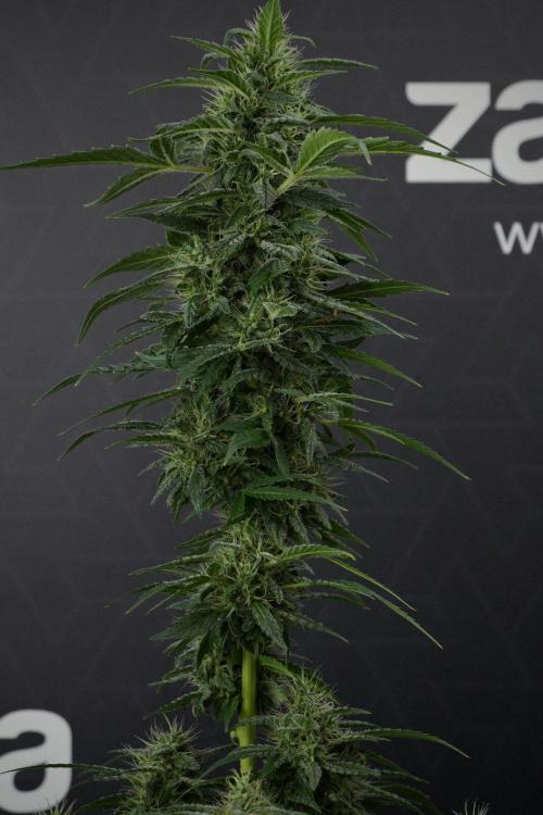 Blueberry  Muffin by Zamnesia Pheno A. Week 13 - Blueberry Muffin Pheno A