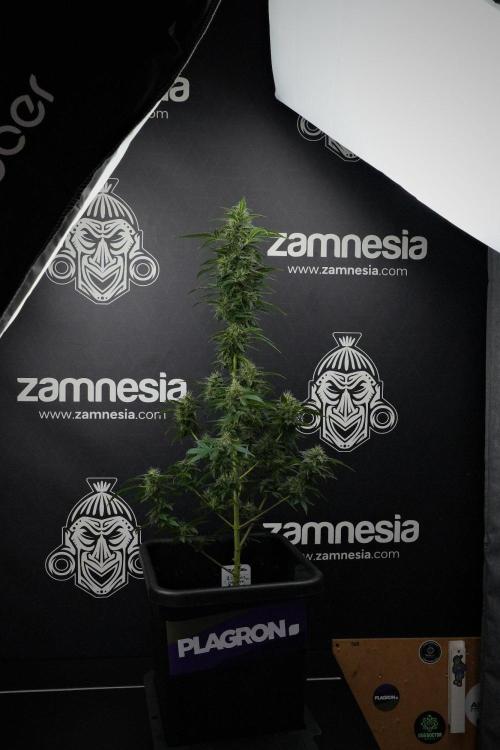 Blueberry  Muffin by Zamnesia Pheno A. Week 13 - Blueberry Muffin Pheno A