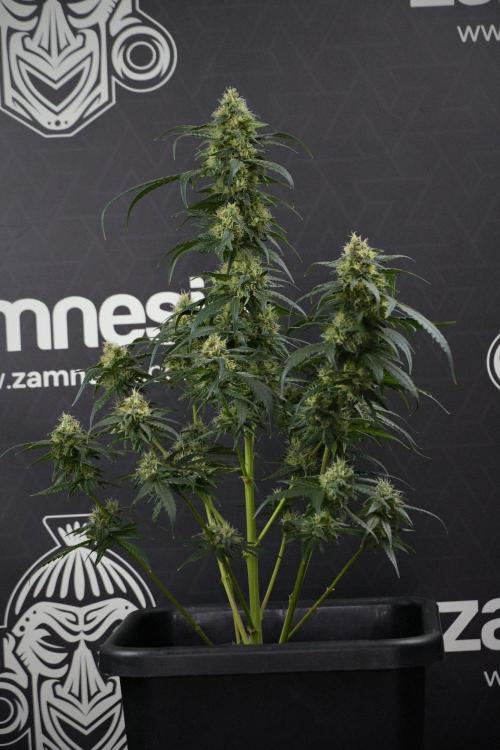 Pheno B Blueberry  Muffin by Zamnesia. Week 13 - Pheno B Blueberry Muffin 
