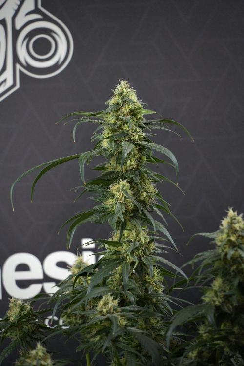 Pheno B Blueberry  Muffin by Zamnesia. Week 13 - Pheno B Blueberry Muffin 