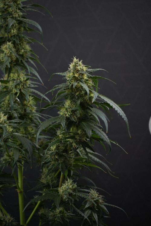 Pheno B Blueberry  Muffin by Zamnesia. Week 13 - Pheno B Blueberry Muffin 
