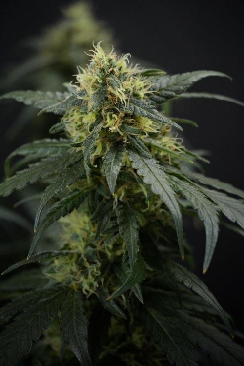 Pheno B Blueberry  Muffin by Zamnesia. Week 13 - Pheno B Blueberry Muffin 