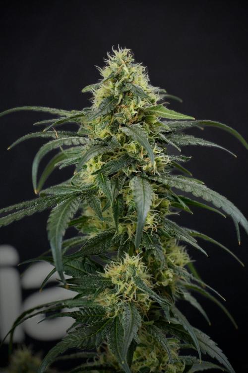 Pheno B Blueberry  Muffin by Zamnesia. Week 13 - Pheno B Blueberry Muffin 