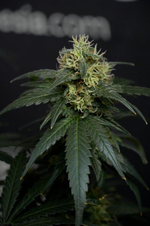 Pheno B Blueberry  Muffin by Zamnesia. Week 13 - Pheno B Blueberry Muffin 