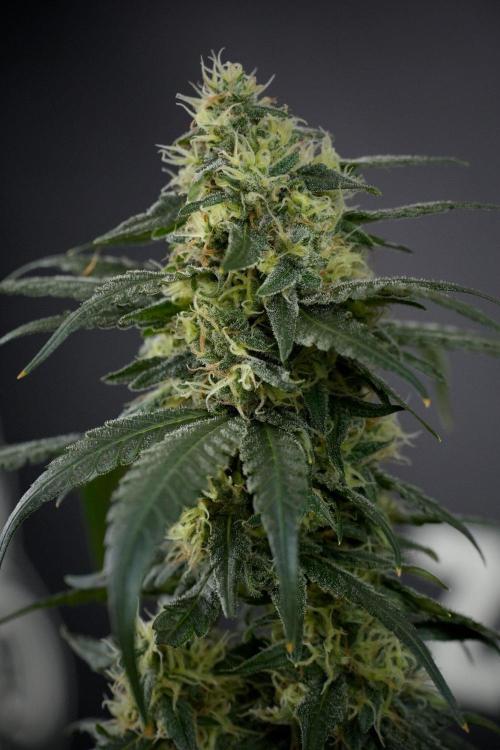 Pheno B Blueberry  Muffin by Zamnesia. Week 13 - Pheno B Blueberry Muffin 