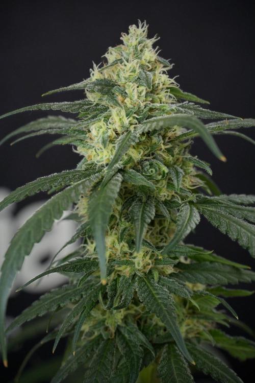 Pheno B Blueberry  Muffin by Zamnesia. Week 13 - Pheno B Blueberry Muffin 