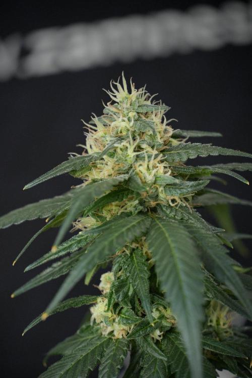 Pheno B Blueberry  Muffin by Zamnesia. Week 13 - Pheno B Blueberry Muffin 