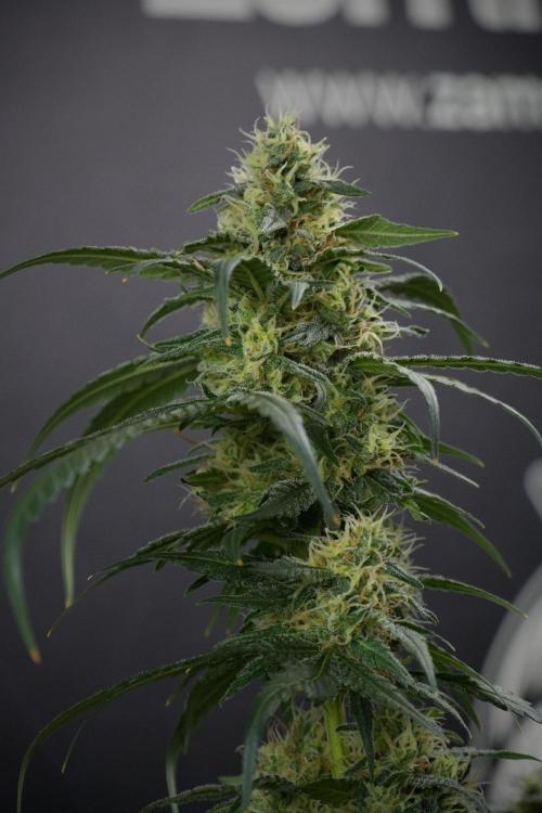 Pheno B Blueberry  Muffin by Zamnesia. Week 13 - Pheno B Blueberry Muffin 
