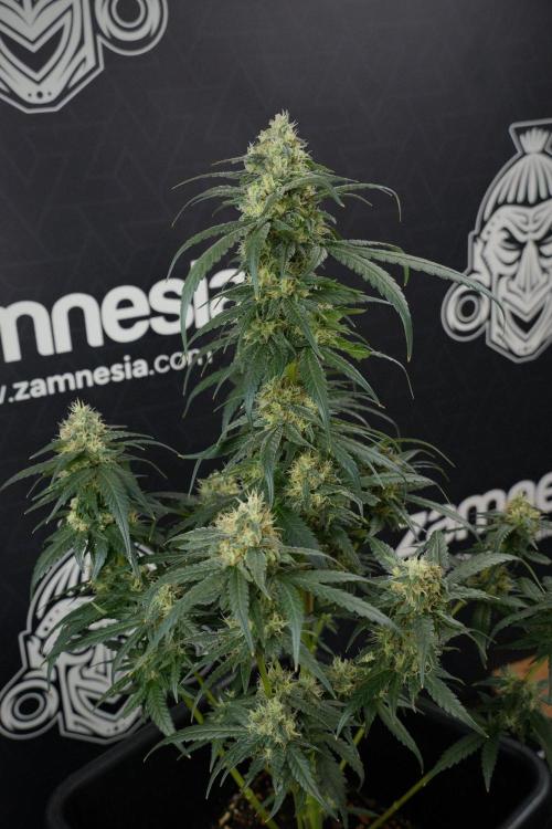 Pheno B Blueberry  Muffin by Zamnesia. Week 13 - Pheno B Blueberry Muffin 