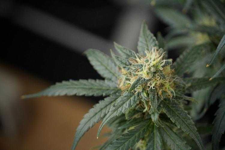 Pheno B Blueberry  Muffin by Zamnesia. Week 13 - Pheno B Blueberry Muffin 