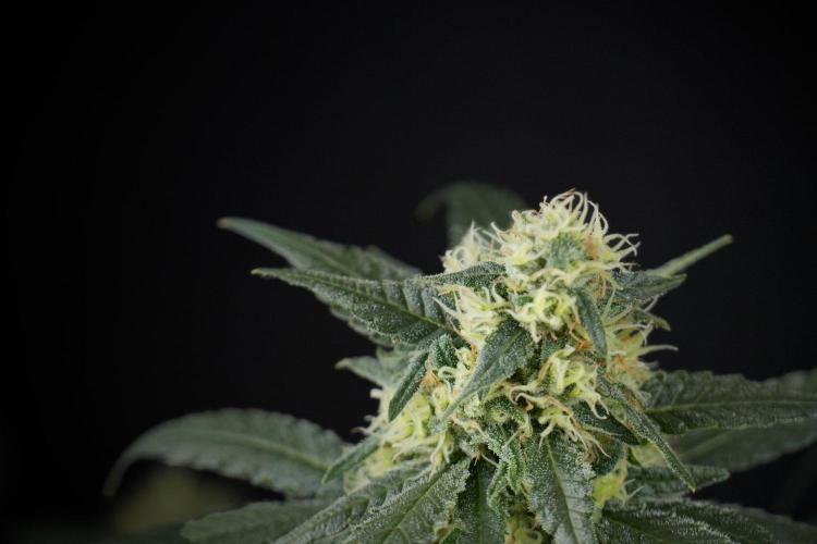 Pheno B Blueberry  Muffin by Zamnesia. Week 13 - Pheno B Blueberry Muffin 