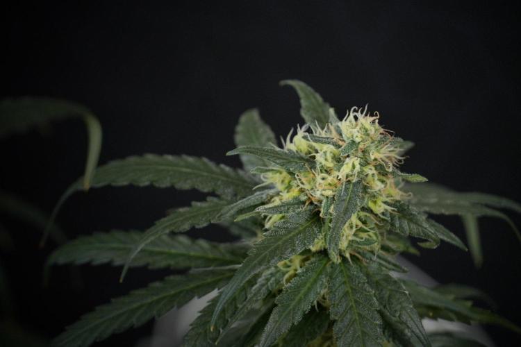 Pheno B Blueberry  Muffin by Zamnesia. Week 13 - Pheno B Blueberry Muffin 